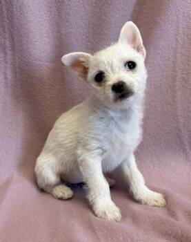 Chihuahua and Shih Tzu Dogs Available for Adoption in Buffalo, Minnesota - Tiffany | PetCurious