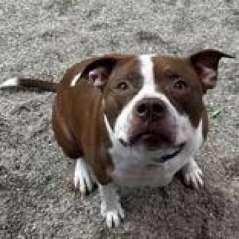 Remi -  Mixed Breed Dog for Adoption in Hilliard, Ohio - Remi | PetCurious