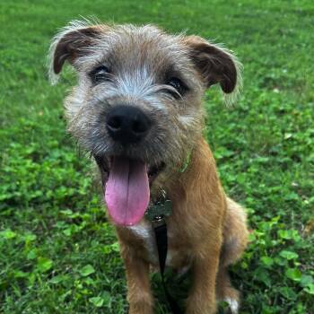 Russell -  Border Terrier and Labrador Retriever Dog for Adoption in High Ridge, Missouri - Russell | PetCurious