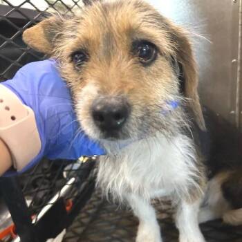 Mixed Breed Dogs Available for Adoption - Max | PetCurious