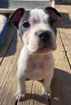 Pit Bull Terrier Dogs Available for Adoption - Otis  | PetCurious