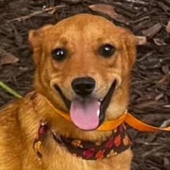 Maeve (20260828-02) -  Black Mouth Cur Dog for Adoption in Niagara Falls, Ontario - Maeve (20260828-02) | PetCurious