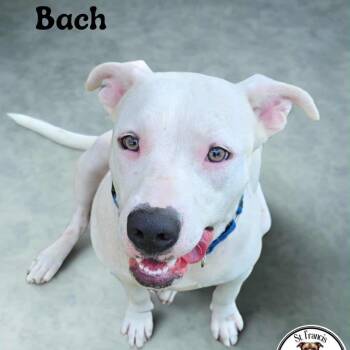 Rescue Mixed Breed Dogs for Adoption in Tylertown, Mississippi - Bach | PetCurious