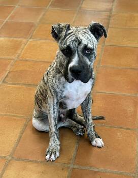 KitKat -  Mastiff Dog for Adoption in Bandera, Texas - KitKat | PetCurious