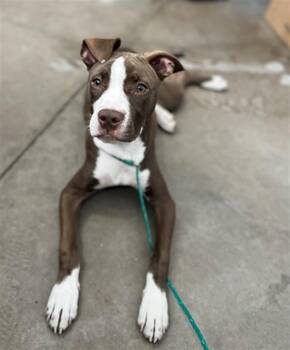 LONDON -  Mixed Breed Dog for Adoption in Dallas, Texas - LONDON | PetCurious