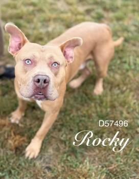 Rocky -  American Staffordshire Terrier Dog for Adoption in Clarksville, Tennessee - Rocky | PetCurious