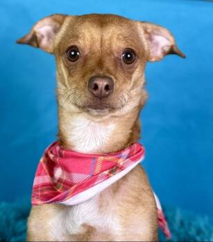 Rescue Chihuahua Dogs for Adoption in Hondo, Texas - Magpie - Friendly Happy Girl | PetCurious