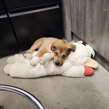 Gerbil -  Shepherd and Retriever Dog for Adoption in New Rochelle, New York - Gerbil | PetCurious