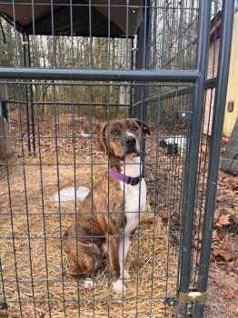 Boxer Dogs Available for Adoption in Rutherfordton, North Carolina - Rascal (Courtesy Post) | PetCurious