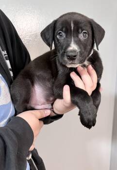 Arlo -  Shepherd and Pit Bull Terrier Dog for Adoption in Oxford, Michigan - Arlo | PetCurious