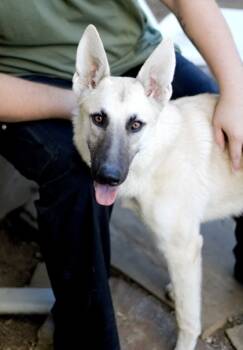 Rescue German Shepherd Dog and Mixed Breed Dogs for Adoption in Fort Worth, Texas - MOMO | PetCurious