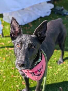 Rescue Shepherd and Labrador Retriever Dogs for Adoption in Boise, Idaho - Parsnip | PetCurious