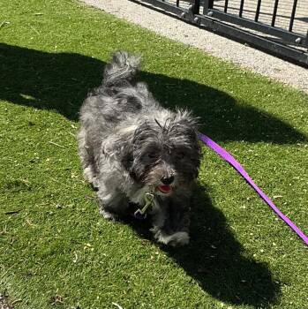 Shih Tzu and Maltese Dogs Available for Adoption in West Milwaukee, Wisconsin - Giddy $650 | PetCurious