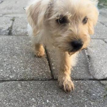 Sherlock -  Maltipoo Dog for Adoption in Fishers, Indiana - Sherlock | PetCurious