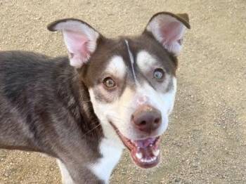 Baker -  Mixed Breed Dog for Adoption in Georgetown, Texas - Baker | PetCurious