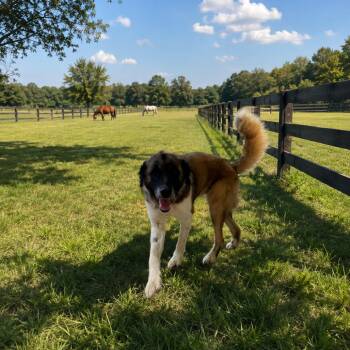 Oakley 2 -  Anatolian Shepherd and Great Pyrenees Dog for Adoption in Smithfield, North Carolina - Oakley 2 | PetCurious
