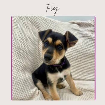 Doberman Pinscher and Mixed Breed Dogs Available for Adoption - FIG | PetCurious