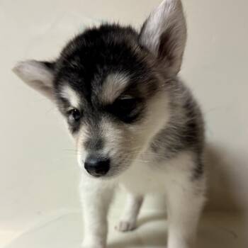 Siberian Husky Dogs Available for Adoption - Kenai | PetCurious