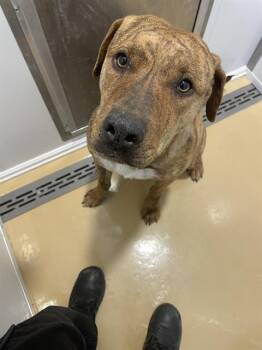 Rescue Pit Bull Terrier Dogs for Adoption in Casper, Wyoming - STELLA | PetCurious