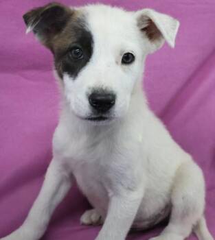 Finn -  German Shepherd Dog Dog for Adoption in Thief River Falls, Minnesota - Finn | PetCurious