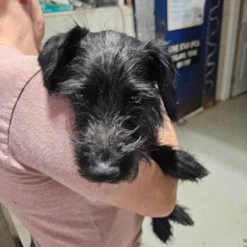 Schnauzer and Mixed Breed Dogs Available for Adoption - Teddy | PetCurious