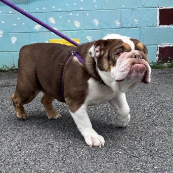 Kiara -  English Bulldog Dog for Adoption in Saugerties, New York - Kiara | PetCurious