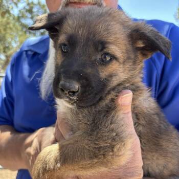 Curacao -  German Shepherd Dog and Mixed Breed Dog for Adoption in Kanab, Utah - Curacao | PetCurious