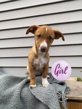 Jill and Jack -  Jack Russell Terrier and Fox Terrier Dog for Adoption in Armada, Michigan - Jill And Jack | PetCurious