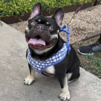 Rescue French Bulldog Dogs for Adoption in New York, New York - Churro | PetCurious