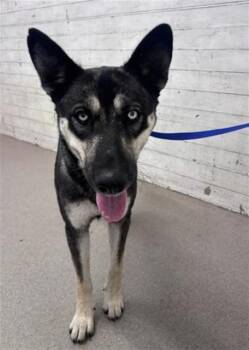 PENNY -  German Shepherd Dog and Siberian Husky Dog for Adoption in San Bernardino, California - PENNY | PetCurious