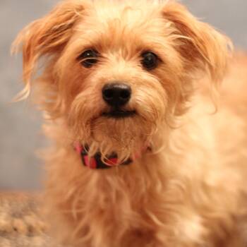 Cocoa -  Maltese Dog for Adoption in Yukon, Oklahoma - Cocoa | PetCurious