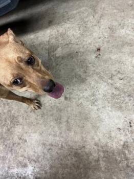 Neptune -  Terrier and Mixed Breed Dog for Adoption in Gainesville, Florida - Neptune | PetCurious