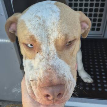 Mixed Breed Dogs Available for Adoption - Vex 6375 | PetCurious