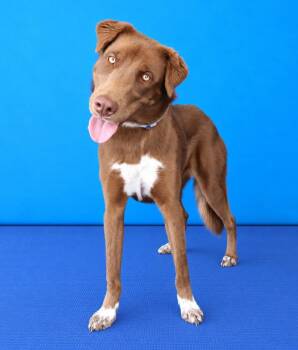 AUTUMN -  Australian Shepherd Dog for Adoption in Pasadena, California - AUTUMN | PetCurious