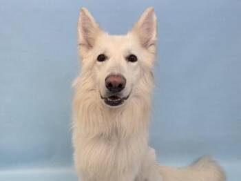 Caspar -  German Shepherd Dog and Mixed Breed Dog for Adoption in Woodbury, Minnesota - Caspar | PetCurious
