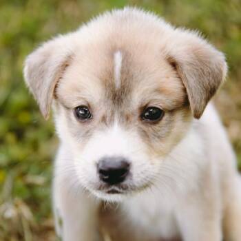 Collie and Shepherd Dogs Available for Adoption - Squirt D10924 *Arriving 5/1* | PetCurious