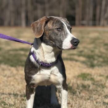 Mixed Breed Dogs Available for Adoption - Daphne | PetCurious