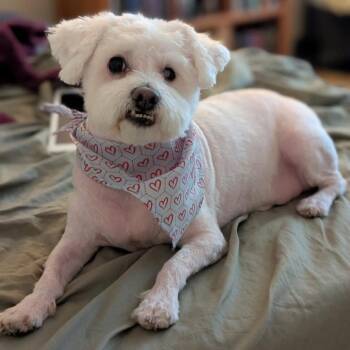 Bichon Frise and Maltese Dogs Available for Adoption in Seal Beach, California - Archie | PetCurious