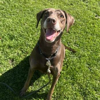 Dakota -  Mixed Breed Dog for Adoption in Ithaca, New York - Dakota | PetCurious