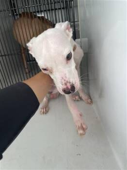 Rescue Whippet Dogs for Adoption in Houston, Texas - A645137 | PetCurious