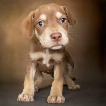 Australian Cattle Dog Blue Heeler and Mixed Breed Dogs Available for Adoption in St. Louis, Missouri - MUSLIN | PetCurious