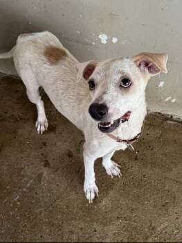 Serena -  Mixed Breed Dog for Adoption in Loíza, Loíza - Serena | PetCurious