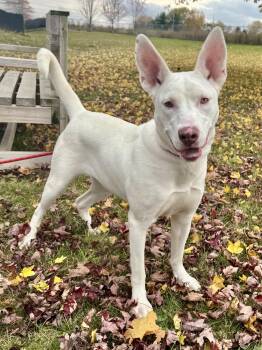 Rescue Mixed Breed Dogs for Adoption in St. Joseph, Michigan - Lucille | PetCurious