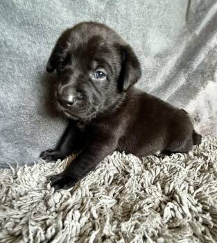 Mouse -  Labrador Retriever and Mixed Breed Dog Available for Adoption in Warr Acres, Oklahoma - Mouse | PetCurious