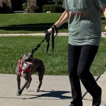 Spence aka Diesel -  Pit Bull Terrier Dog for Adoption in Monroe, Michigan - Spence Aka Diesel | PetCurious