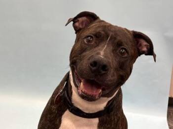 Sir Rock -  Pit Bull Terrier and Mixed Breed Dog for Adoption in Golden Valley, Minnesota - Sir Rock | PetCurious