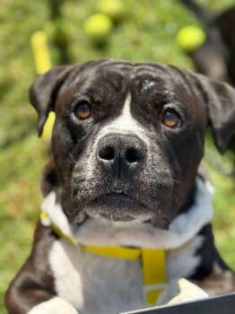 Hobbs -  American Bulldog and Staffordshire Bull Terrier Dog for Adoption in Santa Clarita, California - Hobbs | PetCurious