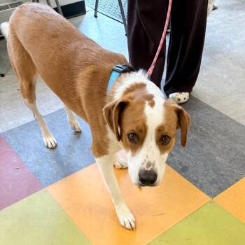 Hound and Mixed Breed Dogs Available for Adoption in West Chester, Pennsylvania - Pippy | PetCurious