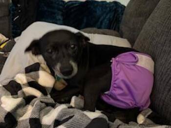 Rescue Chihuahua and Mixed Breed Dogs for Adoption in North Little Rock, Arkansas - Zuri | PetCurious