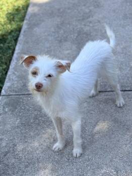 Rescue Chinese Crested Dog and Chihuahua Dogs for Adoption in Houston, Texas - Keri | PetCurious